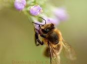 报复骗子轰炸神器