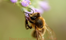 无需繁琐配置的手机轰炸台