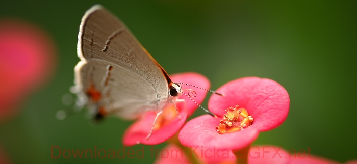 免费信息轰炸机